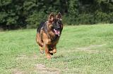 BERGER ALLEMAND 029